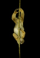 Outlon bornejsky - Nycticebus menagensis - Philippine Bornean Slow Loris o6278